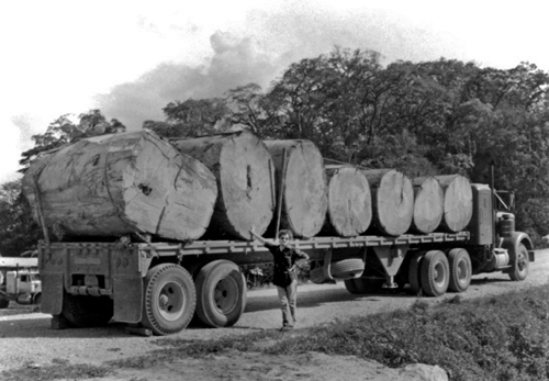 Troncos de ceiba de Uxpanapa